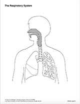 Check spelling or type a new query. Human Body And Anatomy Resources Teachervision