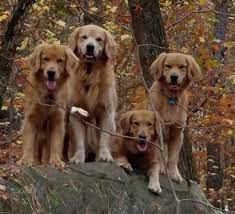 Mason chipper maxwell barbsgoldens akc dna #v798617 (sr75257210) health: Loveline Golden Retrievers
