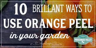 We did not find results for: Orange Peel Fertilizer And 10 Brilliant Ways To Use Orange Peels In The Garden