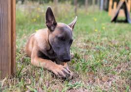 The malinois, a member of the akc herding group, was originally bred to guard and herd livestock. 11 Places To Find Belgian Malinois Puppies For Sale Best To Worst