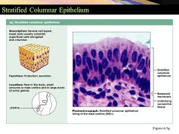 Stratified columnar epithelium is initially present in parts of the gastrointestinal tract in utero, before being replaced with other types of epithelium. Classifications Of Epithelia Figure 4 2 Simple Epithelia Simple Epithelia Simple Squamous Epithelium Kidney Glomerulus And Lungs Simple Cuboidal Epithelium Ppt Download
