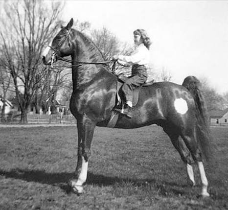 The Saddlebred is so many things to so many people! What is the Saddlebred  to you? #ASBDreams #ShareTheSaddlebred