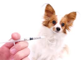 Maybe you would like to learn more about one of these? Oregon Mobile Veterinary Services Veterinarian In Sublimity Or Us Vaccine Clinic Oregon Mobile Veterinary Services Veterinarian In Sublimity Or Us