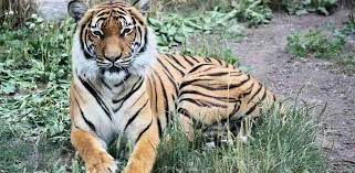 Badak itu bernama tam, berusia 35 tahun dan tinggal di suaka margasatwa tabin di negara bagian sabah, sejak. 10 Senarai Haiwan Terancam Di Malaysia Sinar Plus