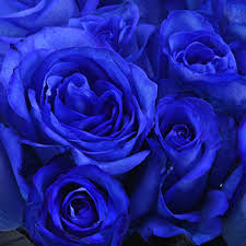 Know The Meaning Of Different Roses By Color This Valentines