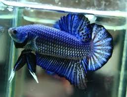 Giant Bettas 2011 Betta Fish Betta Fish Pet