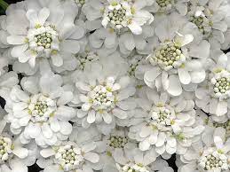 Ellen On Twitter White Flowers Pretty Flowers Flowers