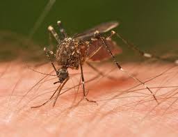 With a quick and flexible response team that works around your schedule, you can eliminate bugs and other. Valley Pest Control Company Using Garlic To Fight Off Mosquitoes Archives Azfamily Com