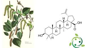 Image result for Tetracera boiviniana