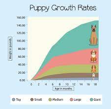 In regard to weight, a yorkie will grow to be 3 to 7 pounds (1.36 to 3.17 kg). Puppy Development Growth Chart A Complete Guide For 2020 Puppy Growth Chart Puppy Development Puppies