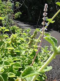 Image result for Coleus kapatensis