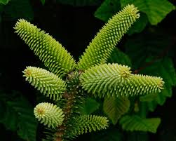 Find help & information on abies pinsapo 'aurea' golden spanish fir from the rhs. Abies Pinsapo Aurea Gardensonline