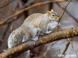 Keep in mind that there are other methods to keeping squirrels at bay than. Small Game Hunting Roadmap