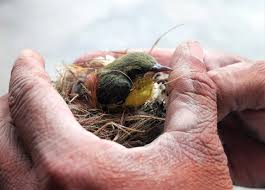 Newborns aren't super active, so they don't really sweat a lot throughout the day. Earth Matters I Found A Baby Bird Blog The Island Now