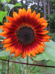 1 paket harga 10 rb isi 15 seeds thanks. Pin On Bunga Matahari