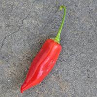 Image result for Capsicum baccatum