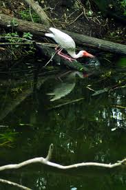 Drinking Egret Hilton Head Island Hilton Head Island