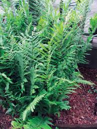 Image result for Dryopteris antarctica