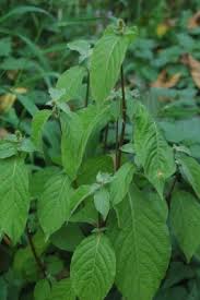 Image result for Achyranthes