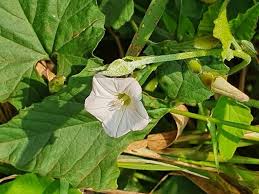 Image result for Convolvulus farinosus