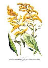 Goldenrod Tattoo On My Forearm Wildflower Drawing Goldenrod Flower Flower Drawing