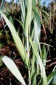 Image result for Neyraudia