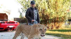 The tiger king and i. Federal Judge Orders Tiger King Stars To Turn Over Baby Tigers