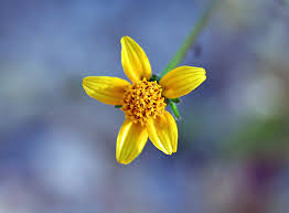 Image result for Bidens bipinnata