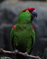 Image result for parrot