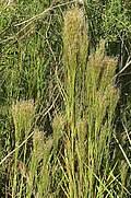 Image result for Andropogon perligulatus