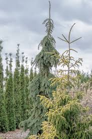 While picea orientalis 'skylands' can grow in full sun or part shade, foliage color brightens in more sun and becomes softer lime green with more shade. Picea Orientalis Skylands Picea Glauca Pendula And Thuja Occidentalis Malonyana Conifers Garden Conifers Thuja Occidentalis