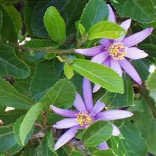 Image result for Grewia herbacea