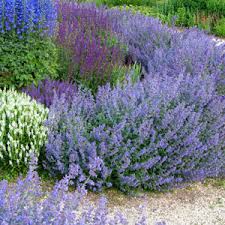 Cat's pajamas catmint (nepeta) live plant, purple flowers. Catmint Walkers Low Garden Express