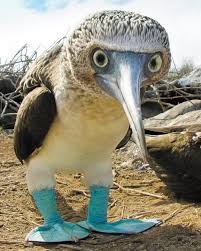 Bird With Blue Feet Blue Footed Bobby Animals Funny Birds Beautiful Birds
