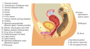 Image result for female sex organ