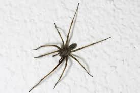 are house spiders more common in the winter terminix