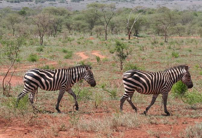 Wildlife in Akagera National Park during a Christmas Safari in Rwanda