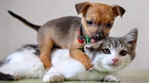 Some cats will run away. Baby Kitten And Dog Novocom Top
