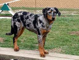 Standard Du Berger De Beauce Chien Beauceron Beauceron Chiot Chien Poil Court