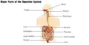Digestive System Untamed Science