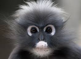 In burgers' zoo, visitors travel around the world. Tickets Burgers Zoo Arnhem