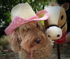 Tampa Bay Australian Labradoodles Cowgirls Mindi Labradoodle Cowboy Hats Cowgirl