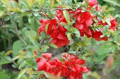 Texas scarlet is a hybrid flowering quince which is noted for it's compact size. Lsnnuial49 Zpm