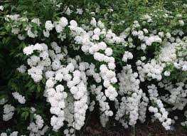 I garofani bianchi sono fiori classici, semplici ma sofisticati. Fiori Bianchi Nomi Caratteristiche Origine Immagini Dettagliate