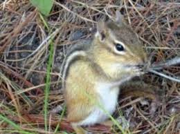 .ultrasonic pest control reviews best ultrasonic pest control device ultrasonic pest repeller safe for pregnancy do ultrasonic pest repellers work on mice effect of ultrasonic waves on humans electromagnetic pest repeller ultrasonic. Would An Ultrasonic Pest Deterrent Impact Bees At All Beekeeping Basics Flow Forum