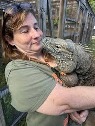 Hand feeding a big wc Crocodile Monitor (Varanus salvadorii) with complete  safety for us for 15 years now. Not even a single tooth touch her hand as  Bill understands how dangerous his