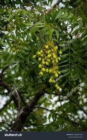 Image result for Azadirachta