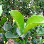 Image result for Scutia myrtina