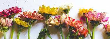 Smelling flowers when someone dies. Best Sympathy Flowers 12 Florals Their Meaning And Etiquette Tips