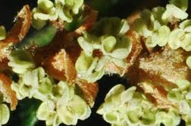 Image result for Myrica pilulifera